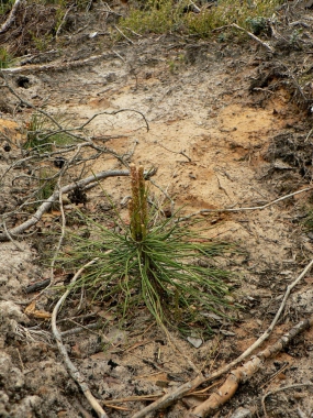 Pagājušā gada kociņš