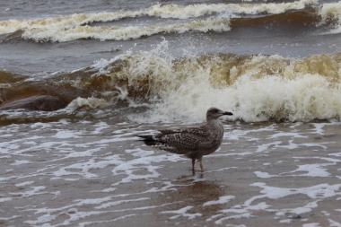Foto: Tatjana Vucāne